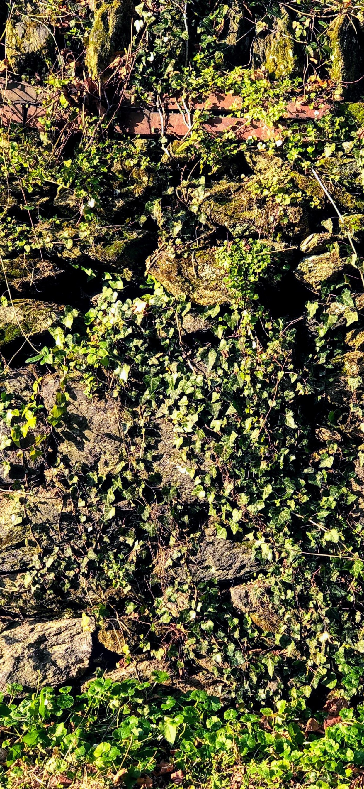 Vegetation, Outcrop, Shrubland, Plant Community, Plant. Wallpaper in 1242x2688 Resolution