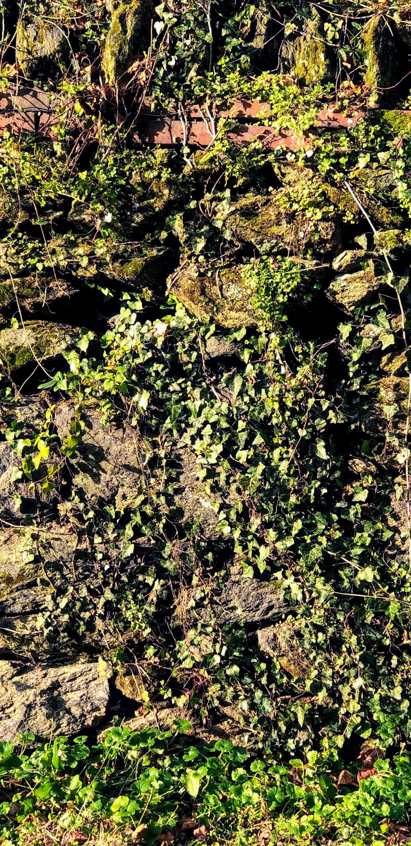 植被, 露头, 植物群, 矩形, 自然景观 壁纸 1440x2960 允许