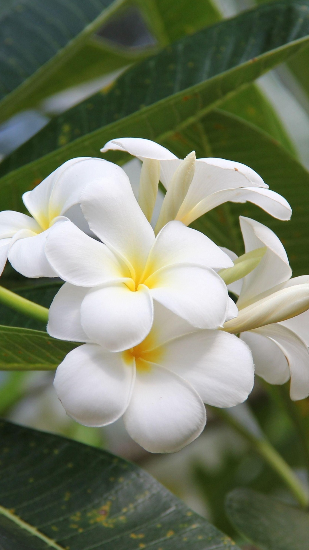 White and Yellow Flower in Close up Photography. Wallpaper in 1080x1920 Resolution