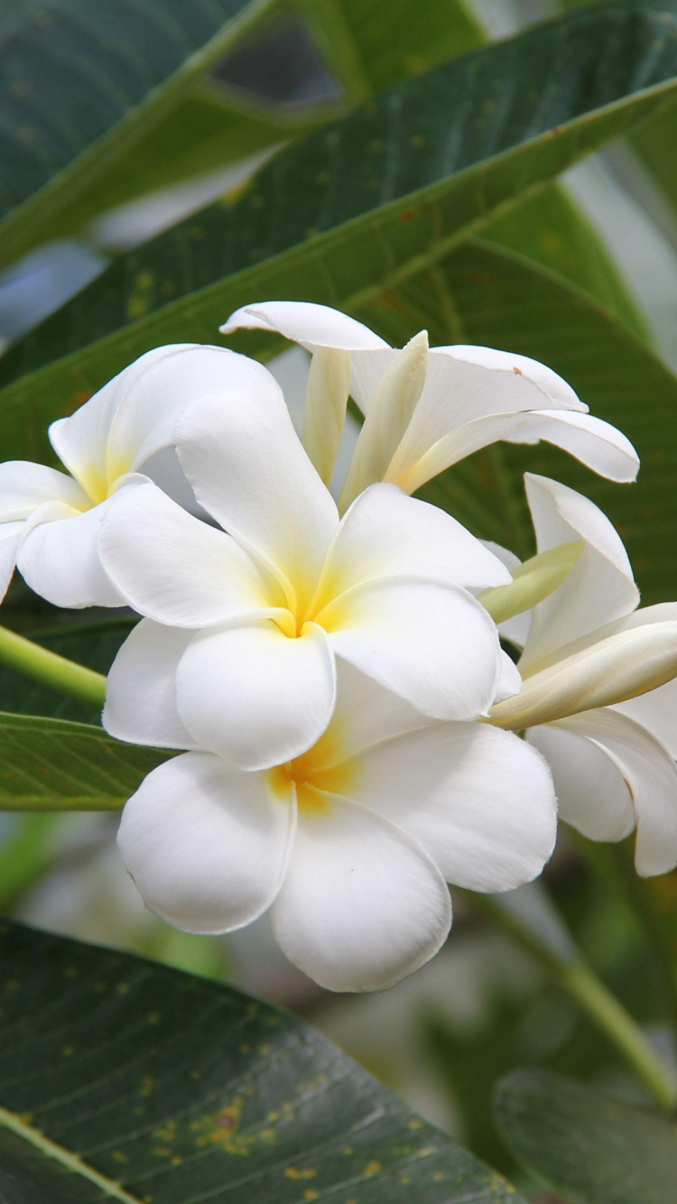 White and Yellow Flower in Close up Photography. Wallpaper in 750x1334 Resolution