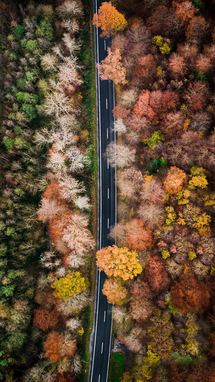 Blatt, Baum, Herbst, Vegetation, Road. Wallpaper in 750x1334 Resolution