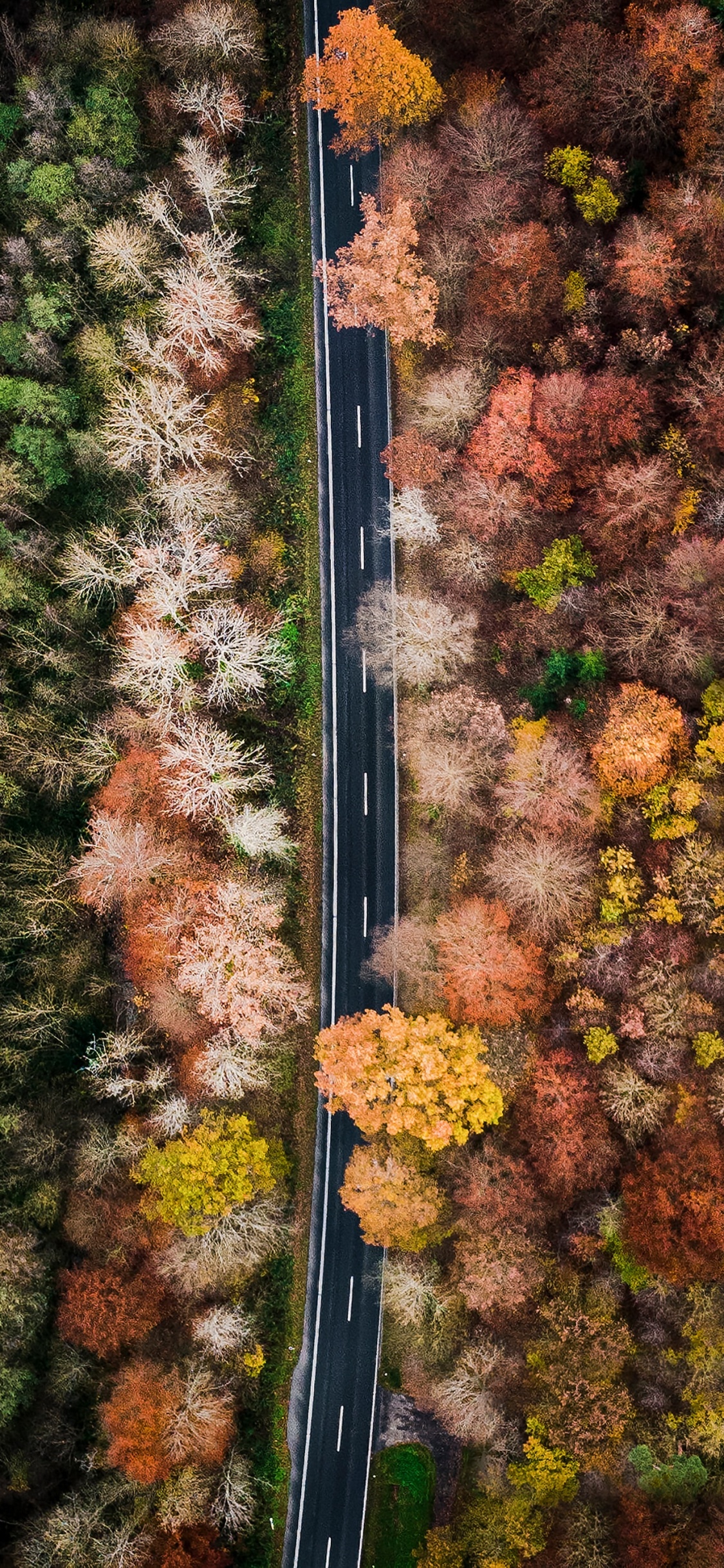 la Vegetación, Carretera. Wallpaper in 1125x2436 Resolution
