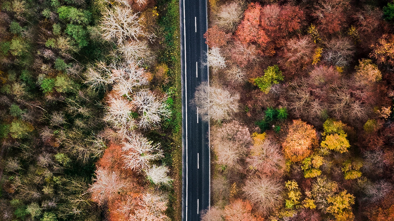 Leaf, Tree, Autumn, Plant, Vegetation. Wallpaper in 1366x768 Resolution