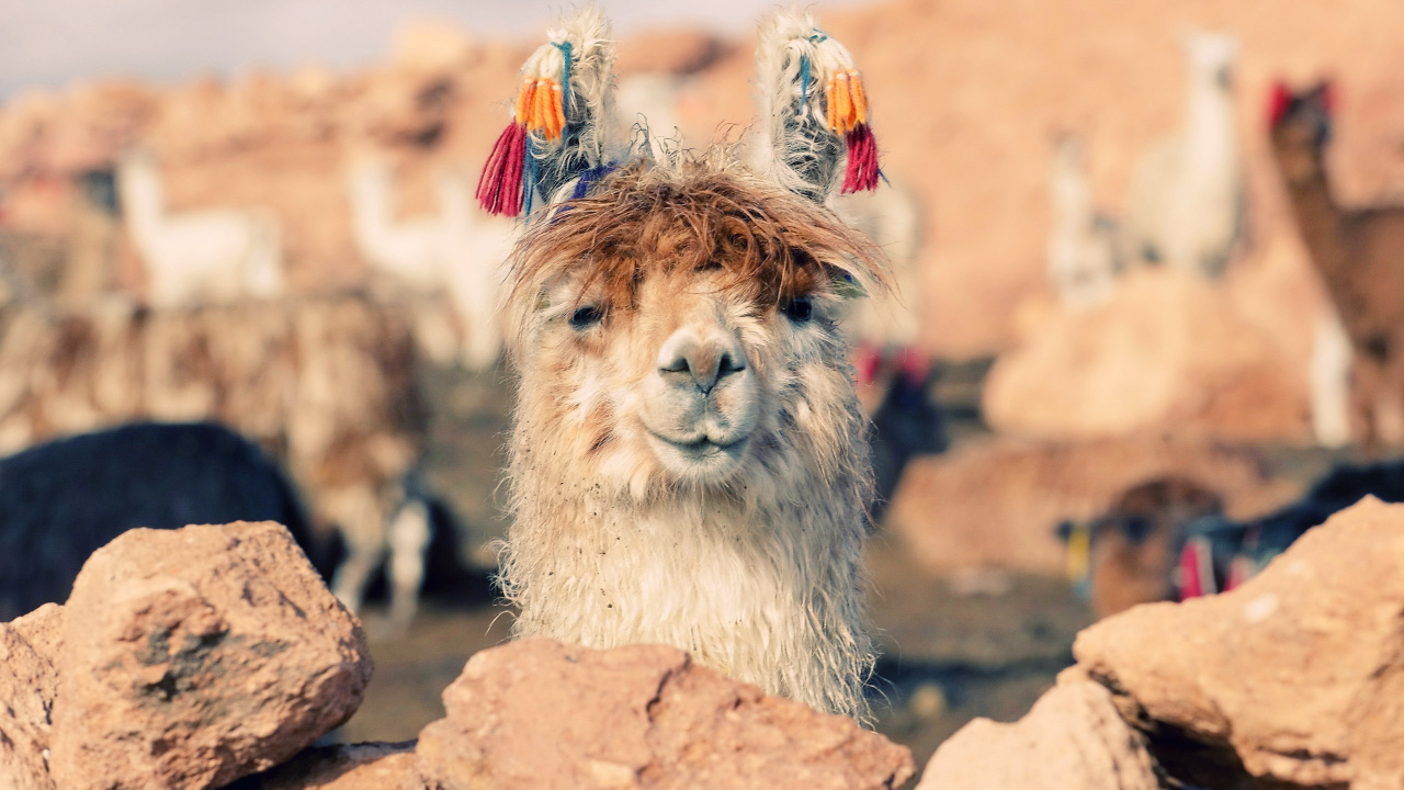 Llama Marrón y Blanca Sobre Roca Marrón Durante el Día. Wallpaper in 1280x720 Resolution