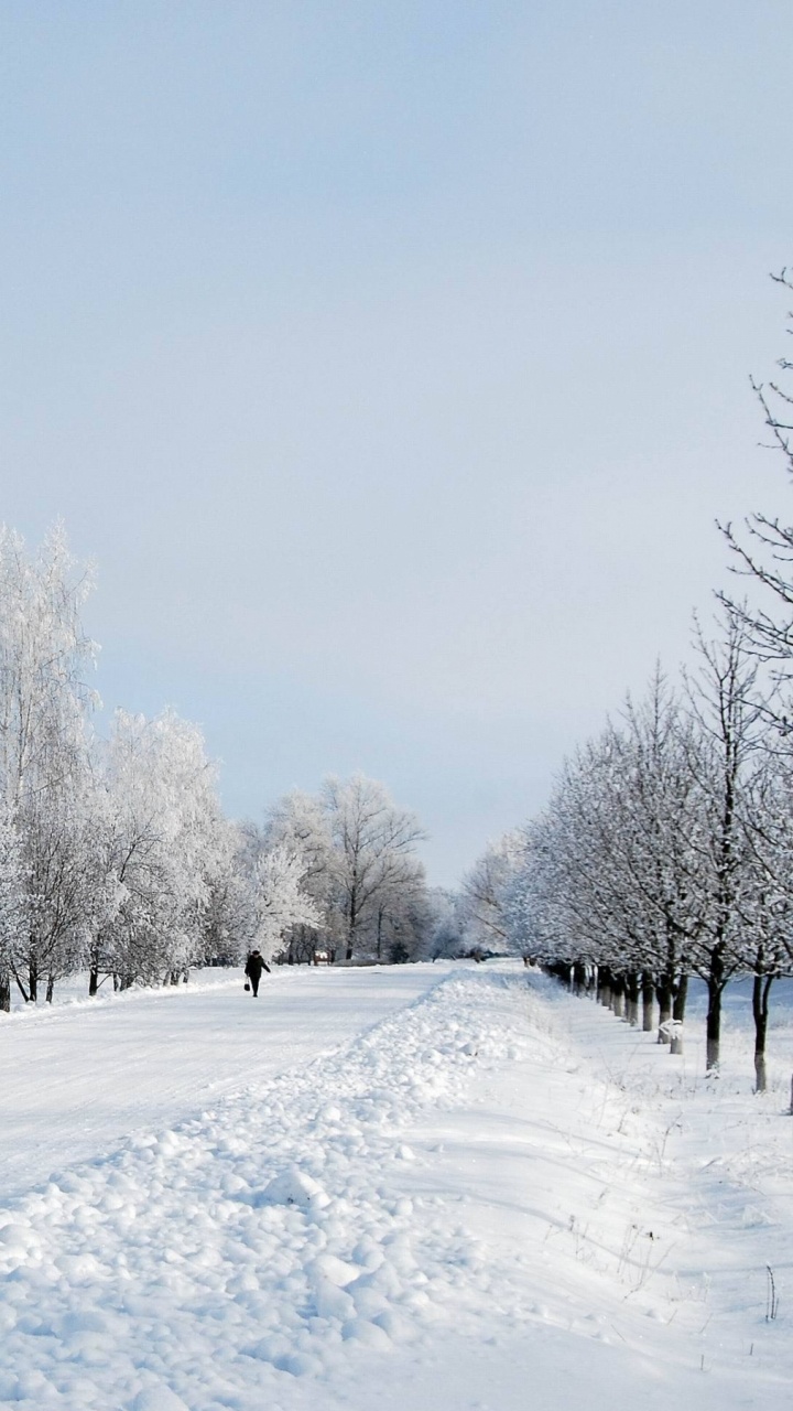 Snow Covered Trees During Daytime. Wallpaper in 720x1280 Resolution