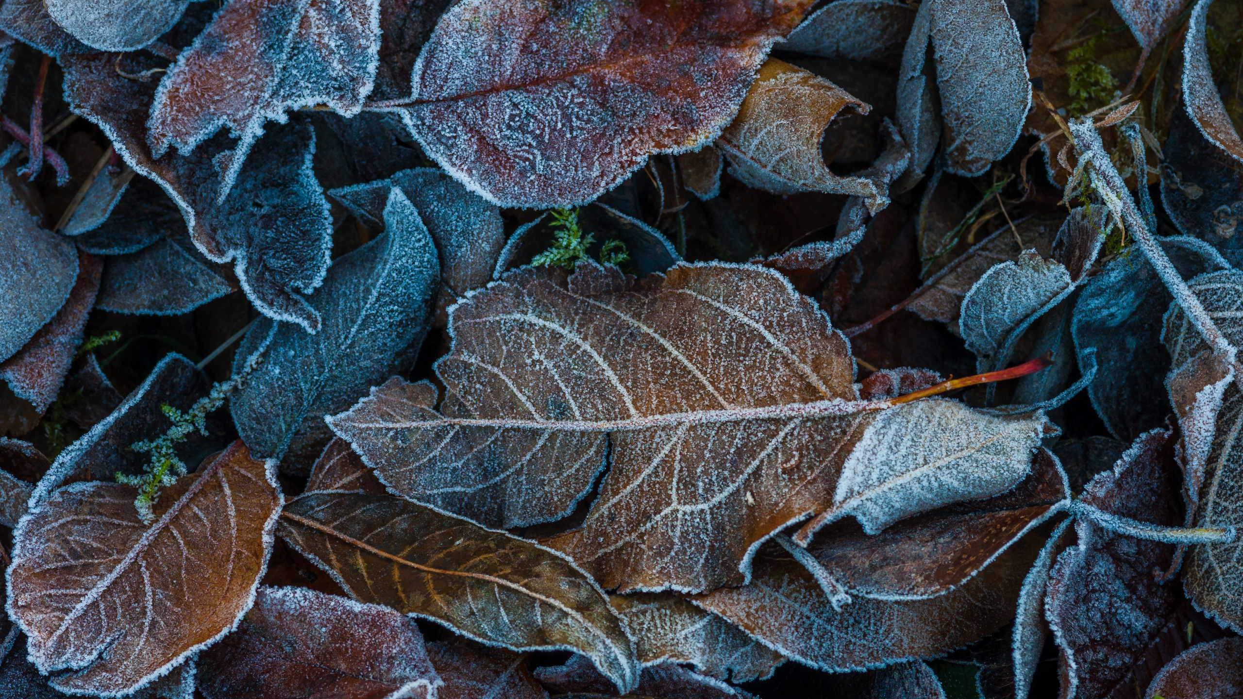 Feuille, Dossinia, Gel, Eau, Hiver. Wallpaper in 2560x1440 Resolution