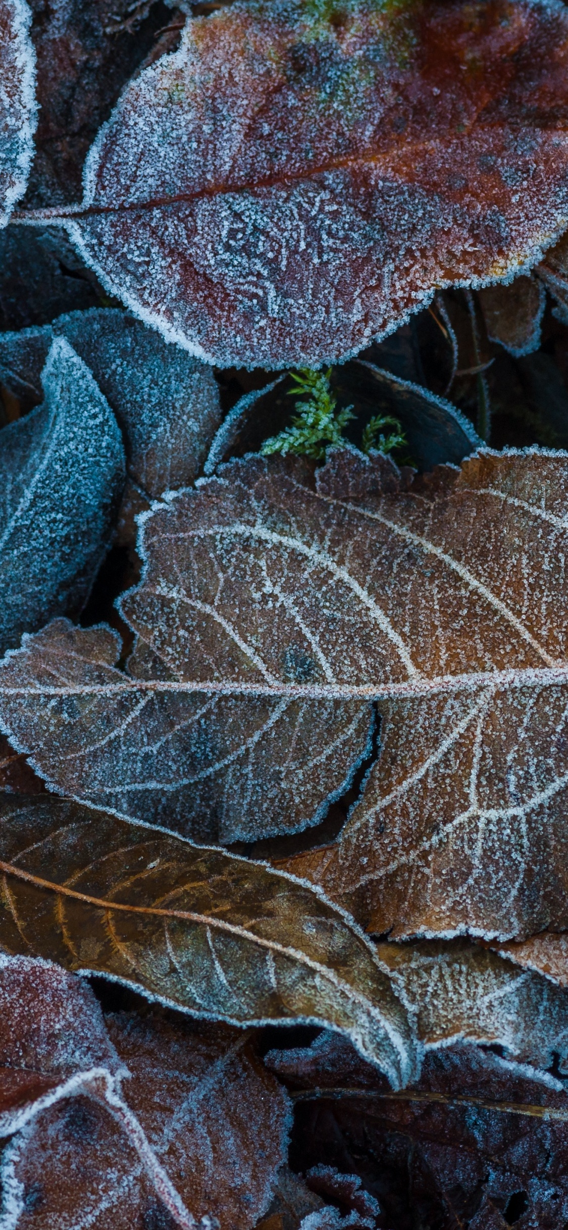 Herbst, Blatt, Dossinien, Frost, Wasser. Wallpaper in 1125x2436 Resolution