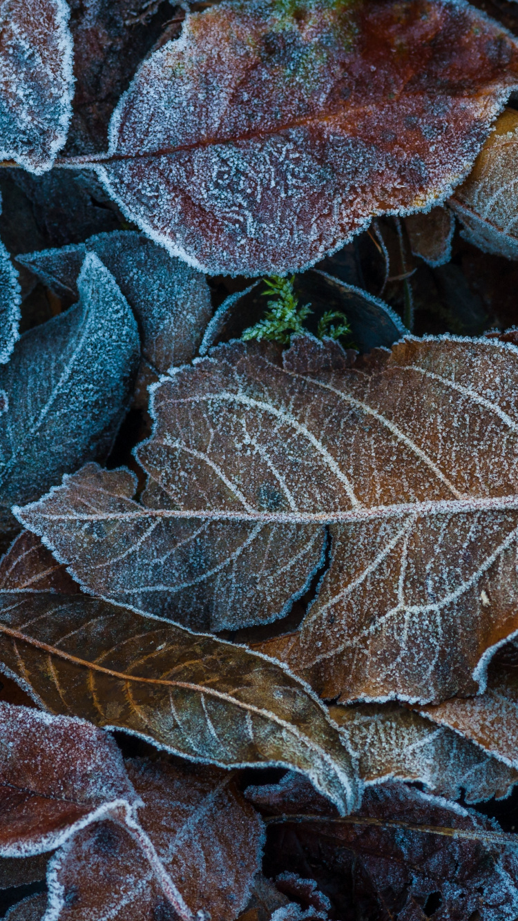 Herbst, Blatt, Dossinien, Frost, Wasser. Wallpaper in 750x1334 Resolution