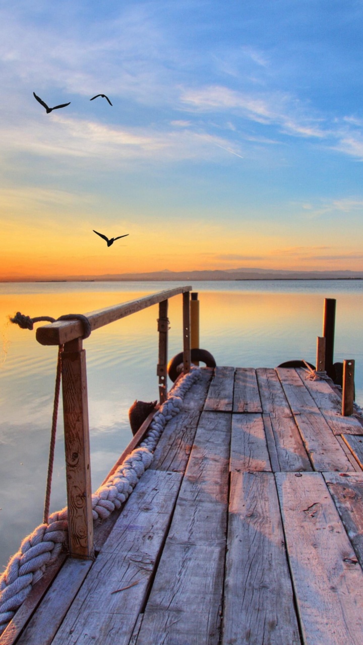 鸟, 光, 余辉, 木 壁纸 720x1280 允许