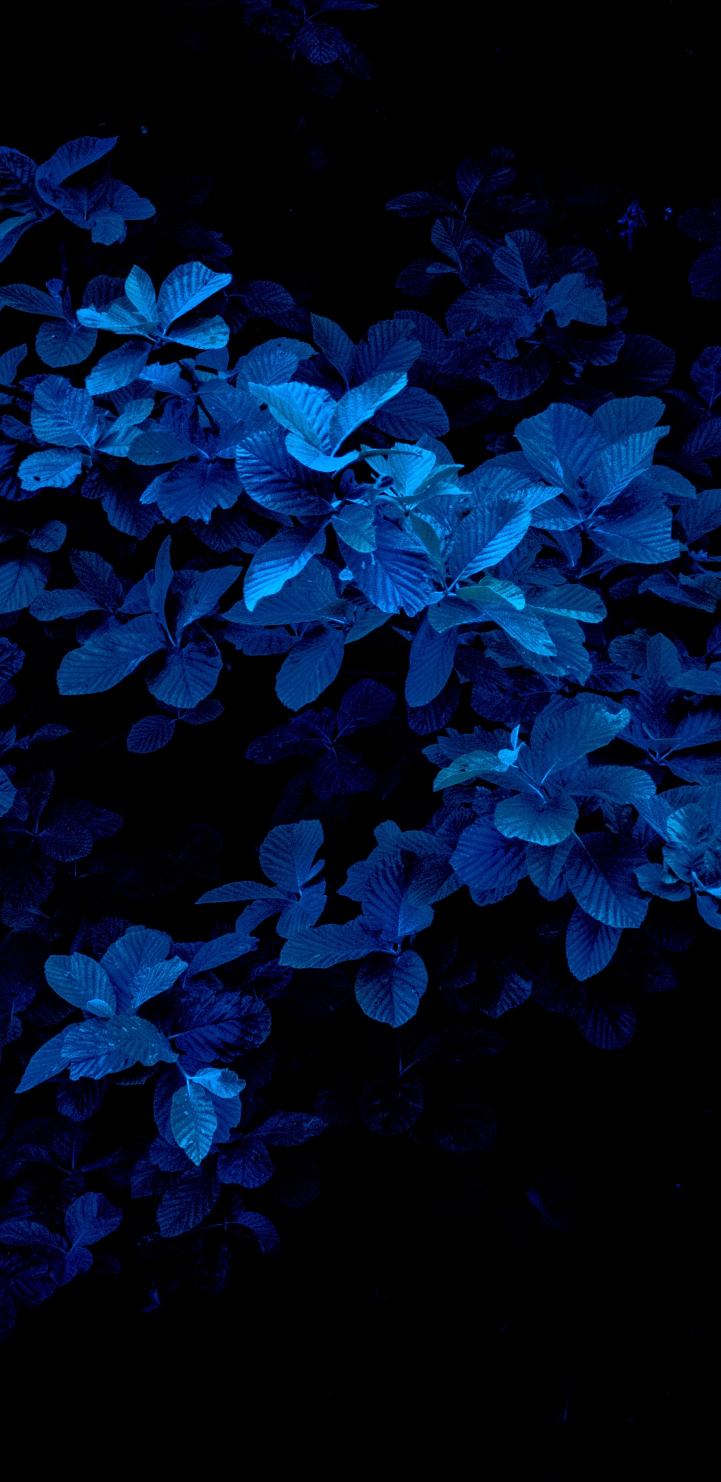 Azul, Azul Marino, Color, Pétalo, Planta Terrestre. Wallpaper in 1440x2960 Resolution