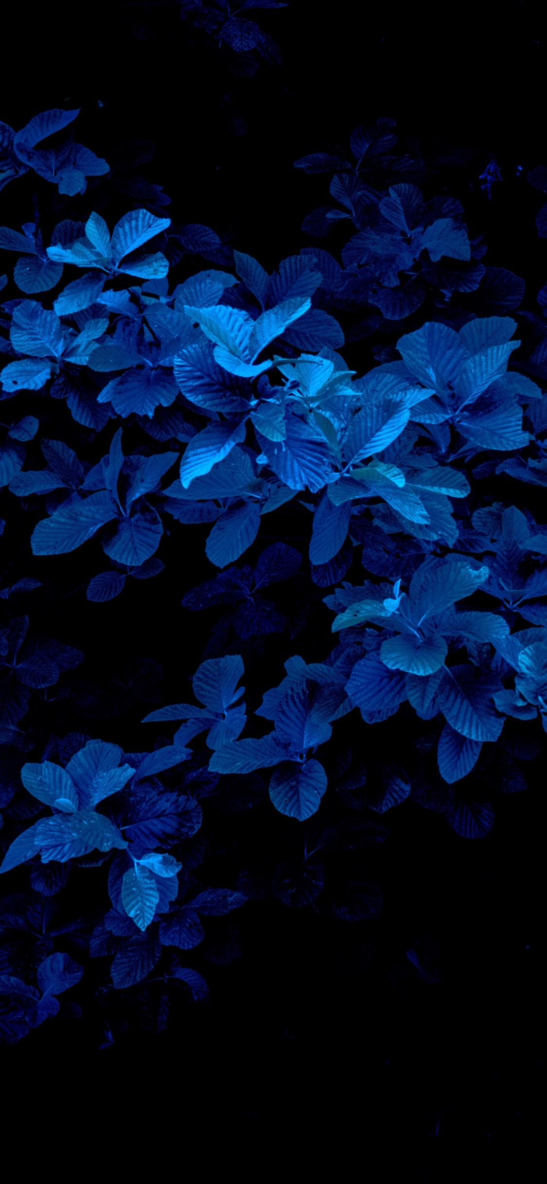 Blau, Marineblau, Farbwert, Blütenblatt, Terrestrische Pflanzen. Wallpaper in 1125x2436 Resolution