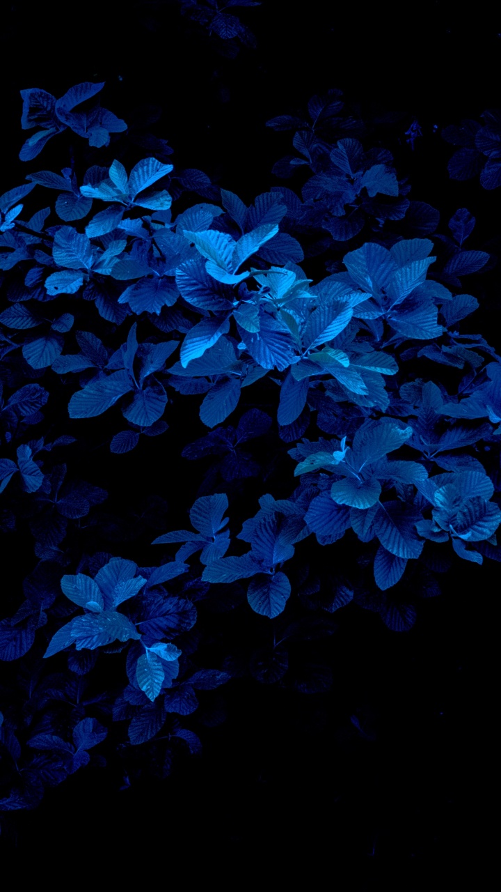 Blue, Bleu Marine, Couleur, Pétale, Plante Terrestre. Wallpaper in 720x1280 Resolution