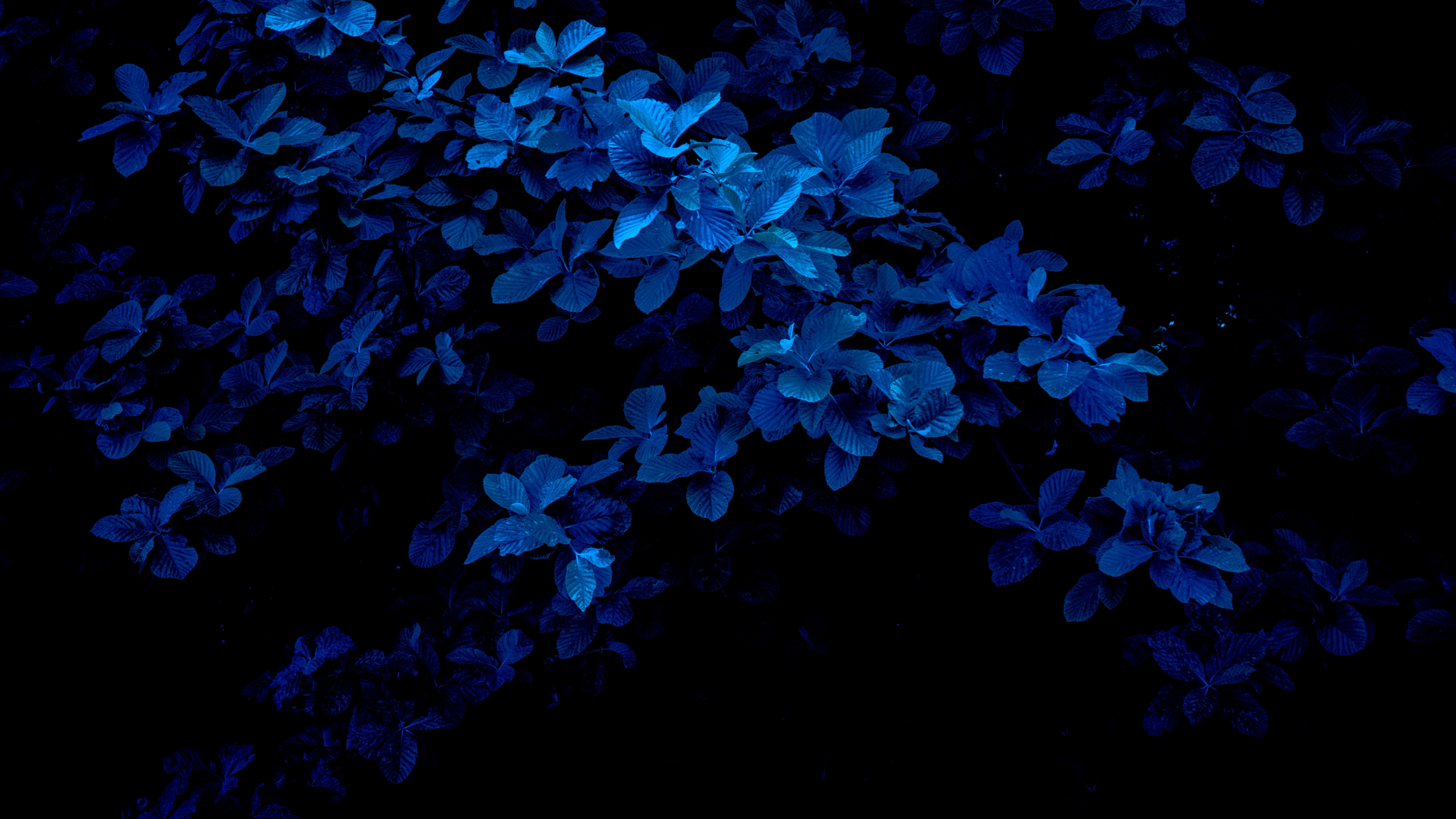 Blue, Flower, Navy Blue, Color, Plant. Wallpaper in 3840x2160 Resolution