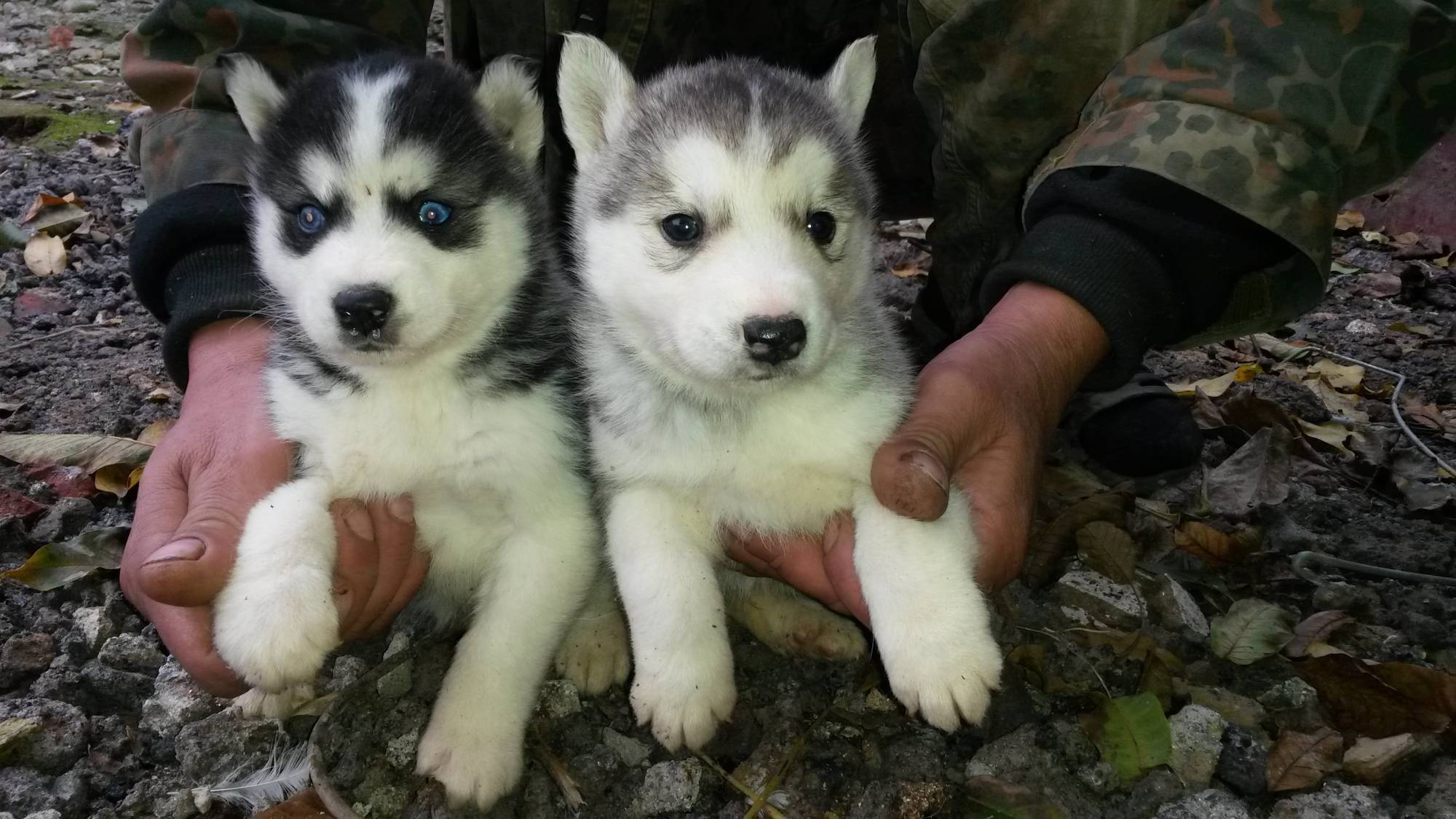 chiots tamaskan noirs