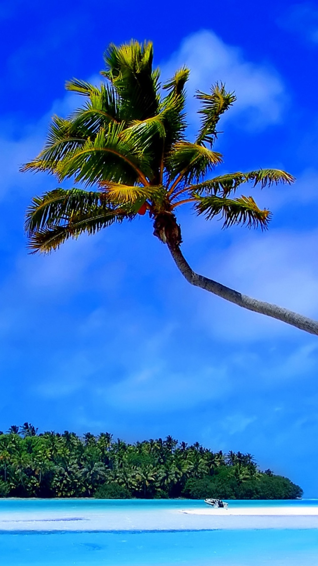 Palmera Verde Cerca Del Cuerpo de Agua Durante el Día. Wallpaper in 1080x1920 Resolution