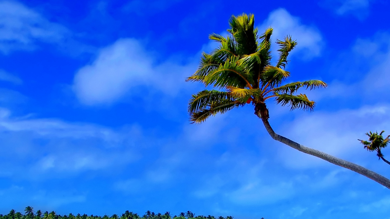 Palmera Verde Cerca Del Cuerpo de Agua Durante el Día. Wallpaper in 1366x768 Resolution