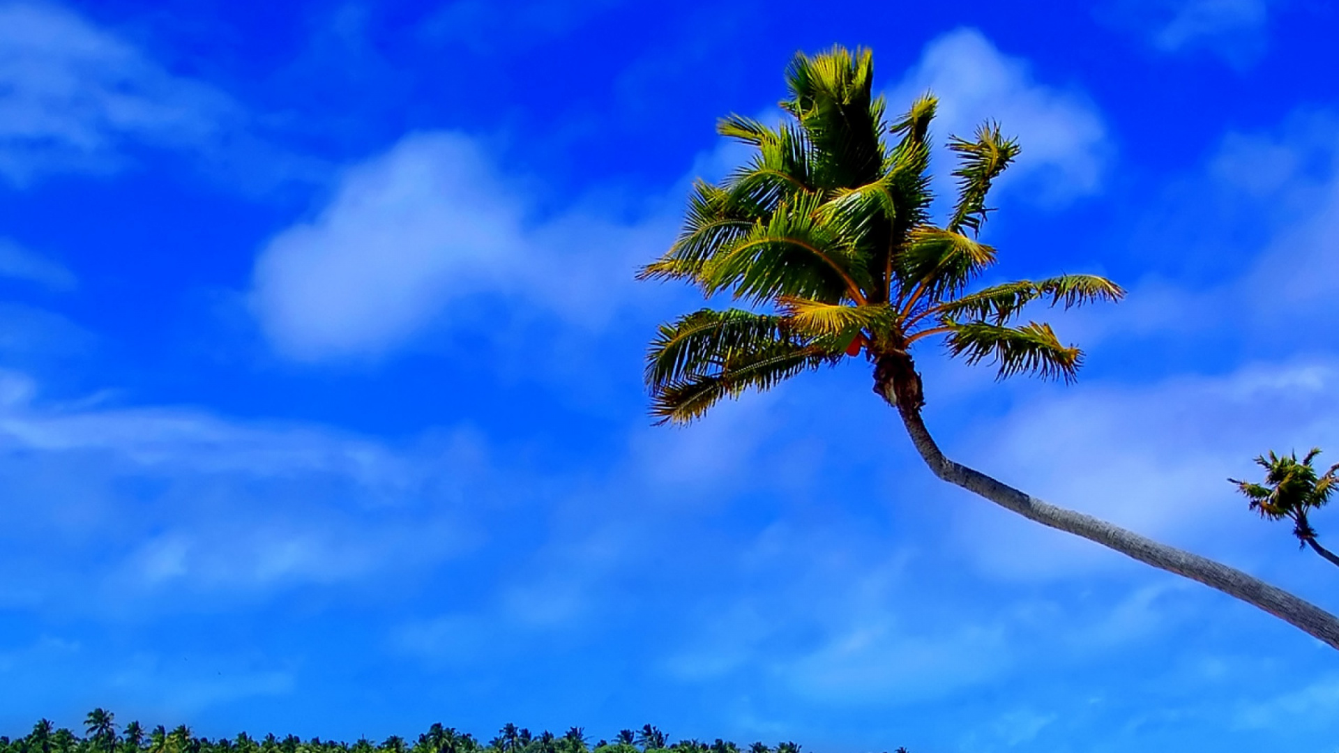 Green Palm Tree Near Body of Water During Daytime. Wallpaper in 1920x1080 Resolution