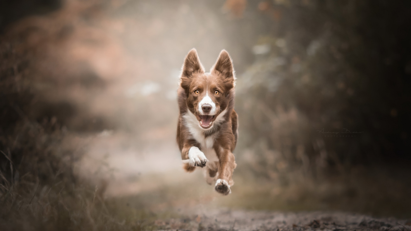 Brown and White Short Coated Dog Running on Gray Soil During Daytime. Wallpaper in 1366x768 Resolution