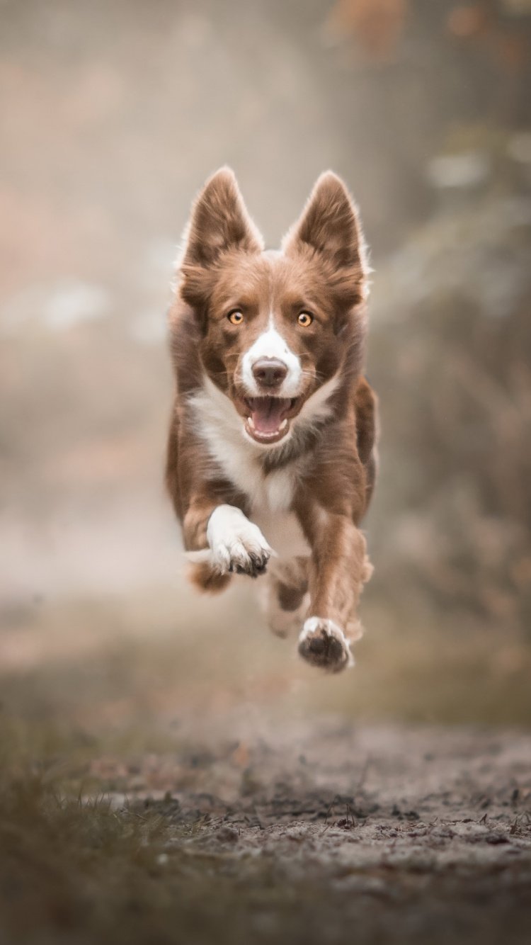 Braun-weißer, Kurzhaariger Hund, Der Tagsüber Auf Grauem Boden Läuft. Wallpaper in 750x1334 Resolution