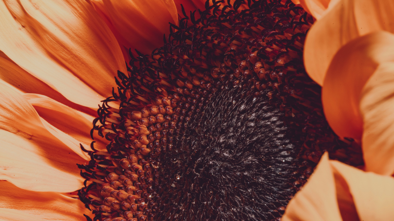 Común de Girasol, Pétalo, Girasol, Naranja, Amarillo. Wallpaper in 1280x720 Resolution