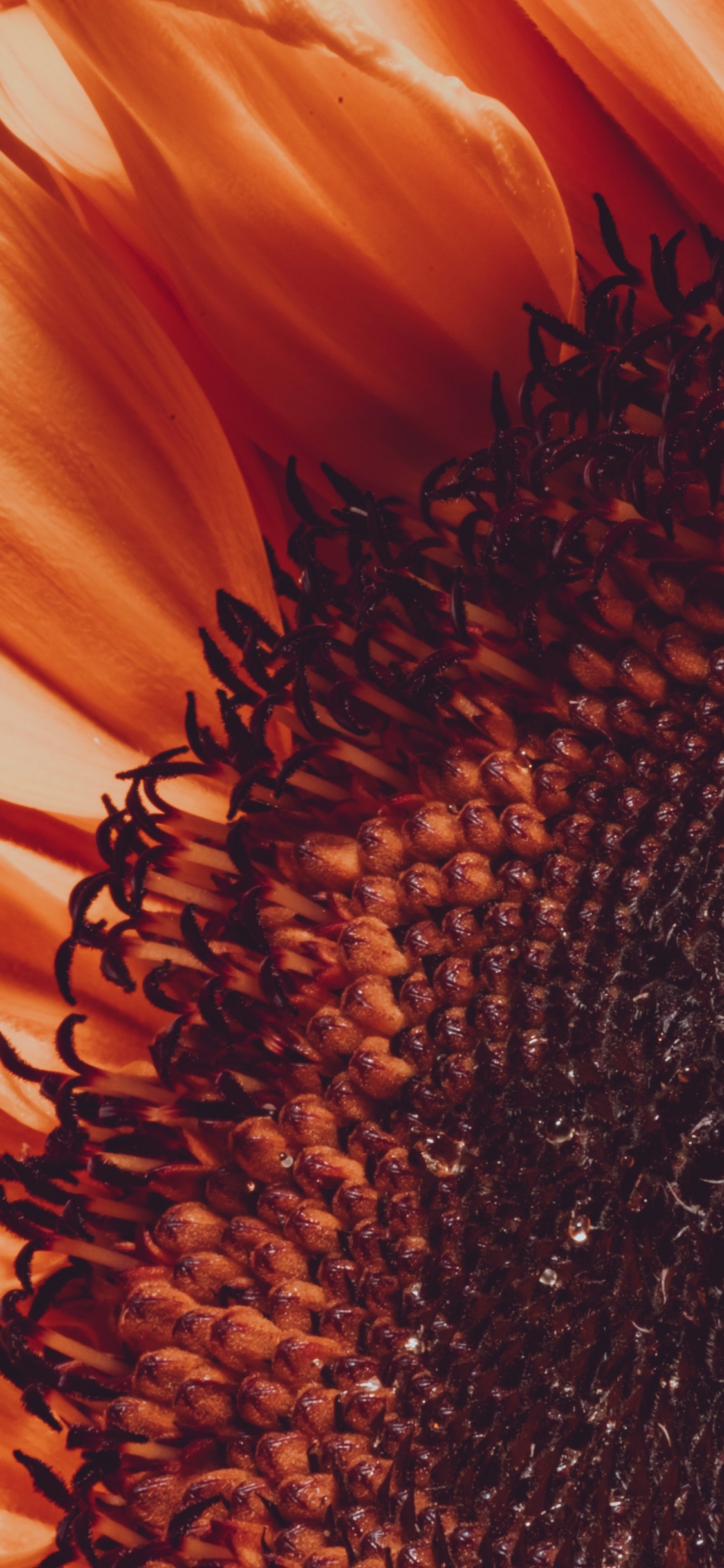 Commune de Tournesol, Pétale, Orange, Jaune, Tournesol. Wallpaper in 1125x2436 Resolution