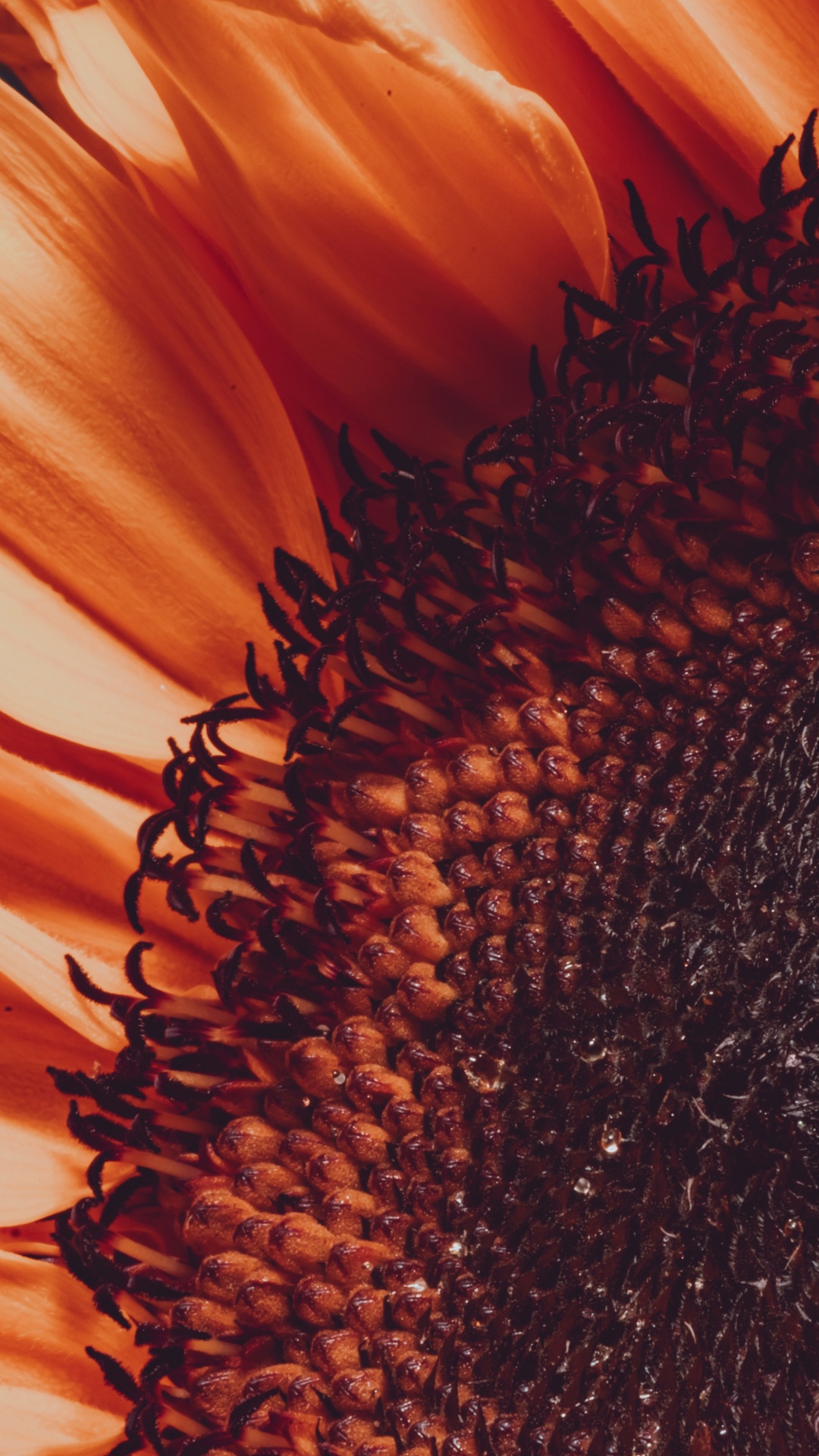 Gemeinsame Sonnenblume, Blütenblatt, Sonnenblume, Orange, Gelb. Wallpaper in 1080x1920 Resolution