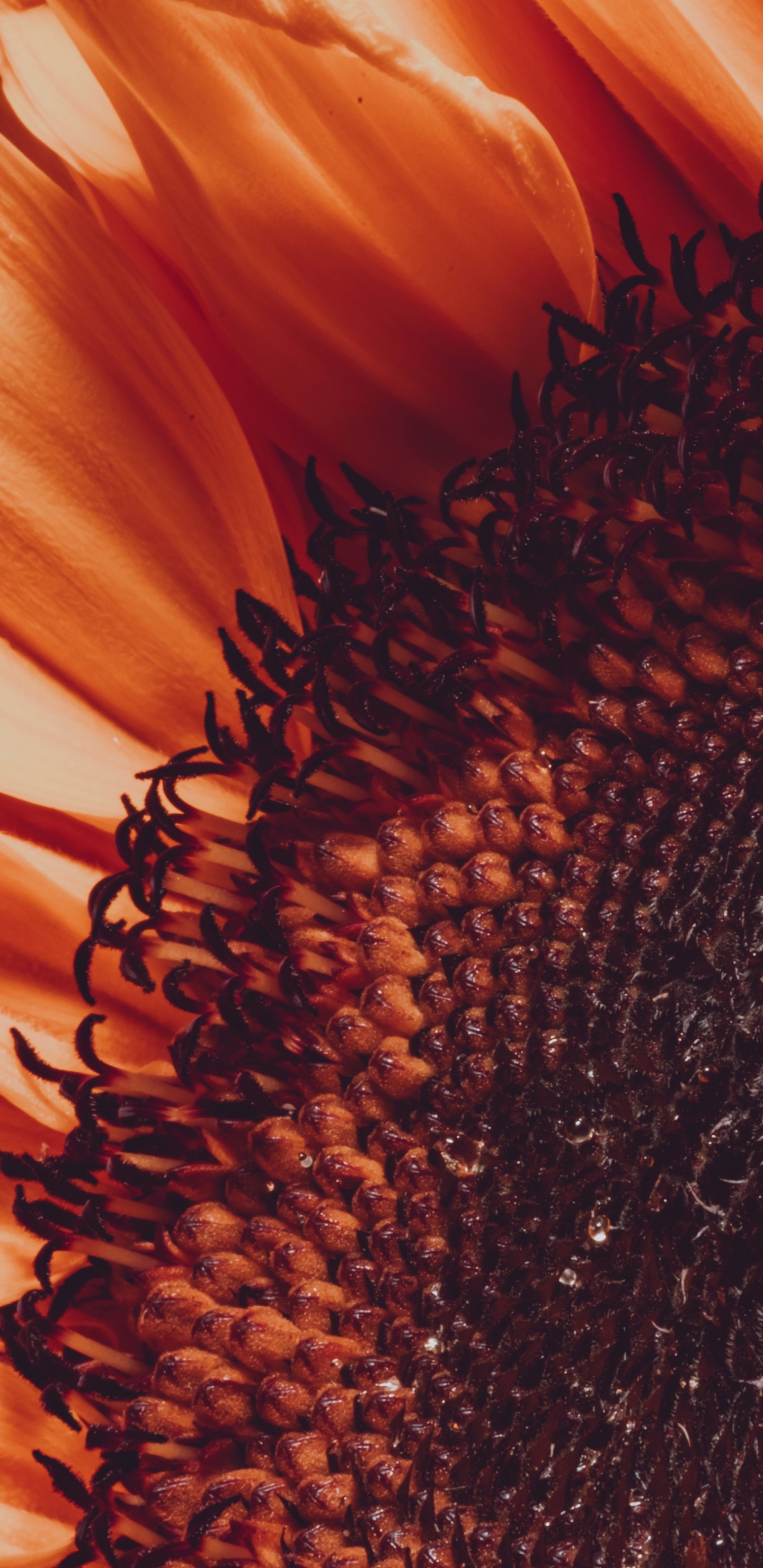 Flower, Common Sunflower, Petal, Sunflower, Orange. Wallpaper in 1440x2960 Resolution