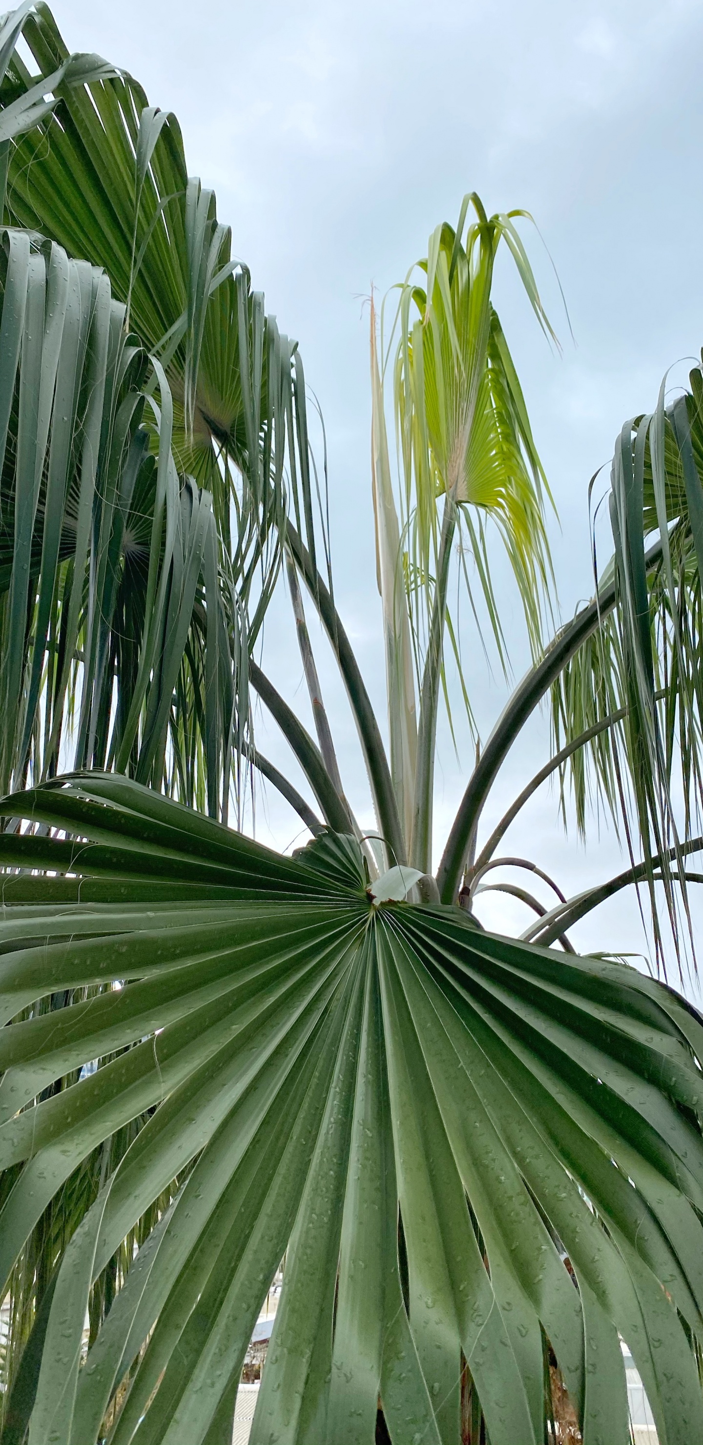 la Vegetación, Ciencia, Planta Terrestre, Planta Leñosa, la Floración de la Planta. Wallpaper in 1440x2960 Resolution