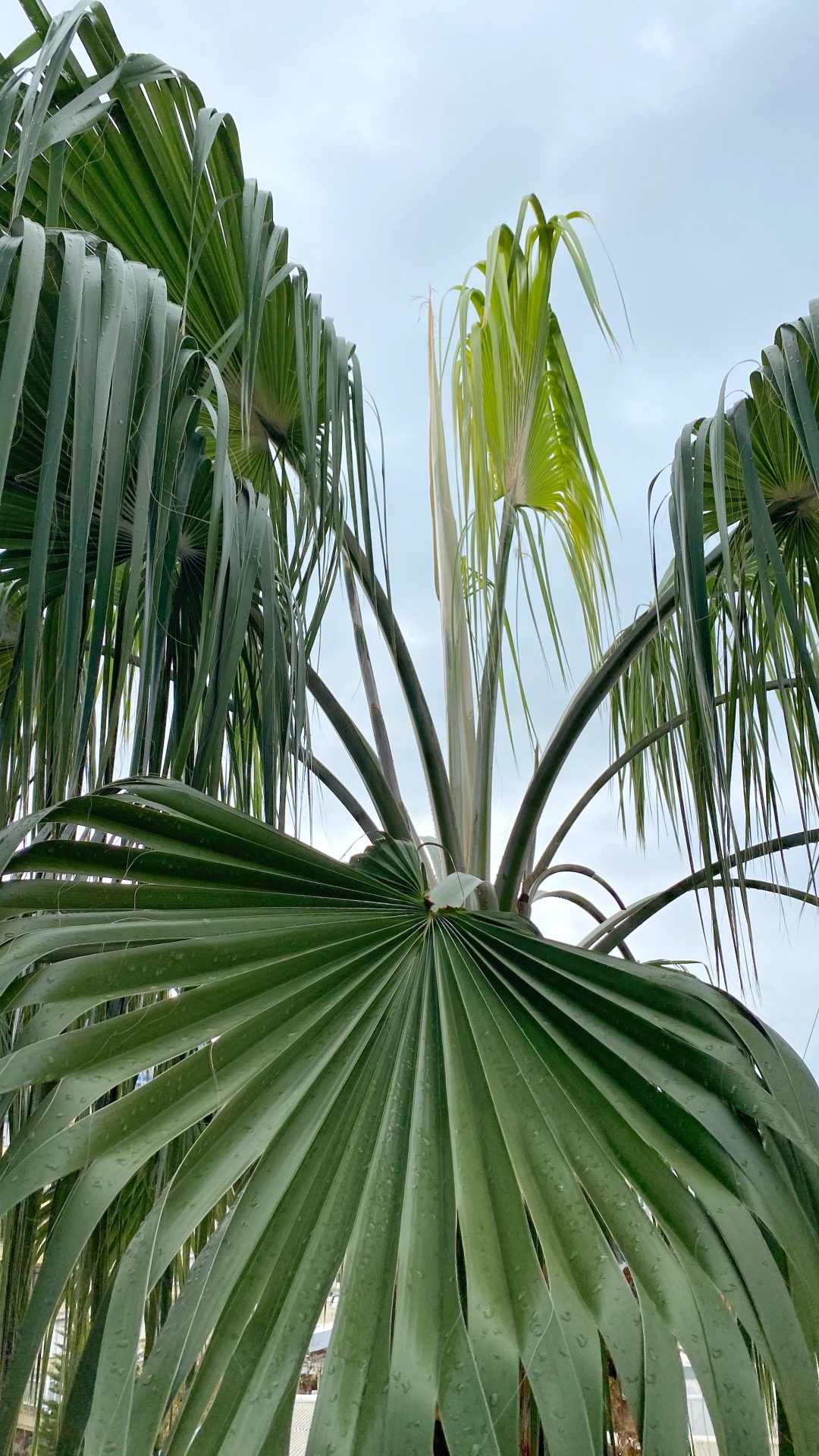 Vegetation, Blatt, Wissenschaft, Cloud, Baum. Wallpaper in 1080x1920 Resolution