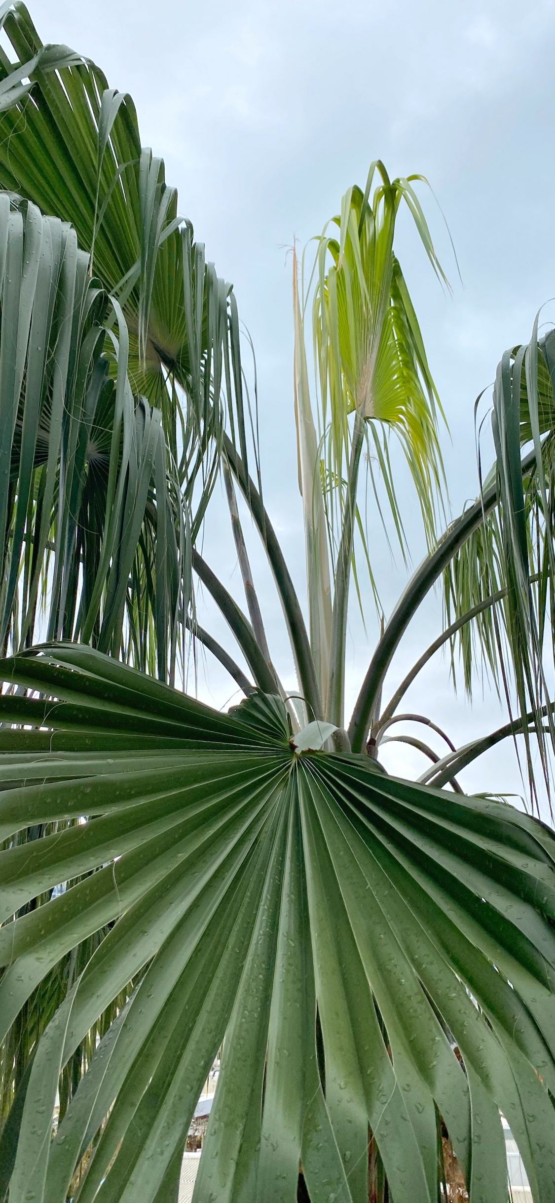 Vegetation, Blatt, Wissenschaft, Cloud, Baum. Wallpaper in 1125x2436 Resolution