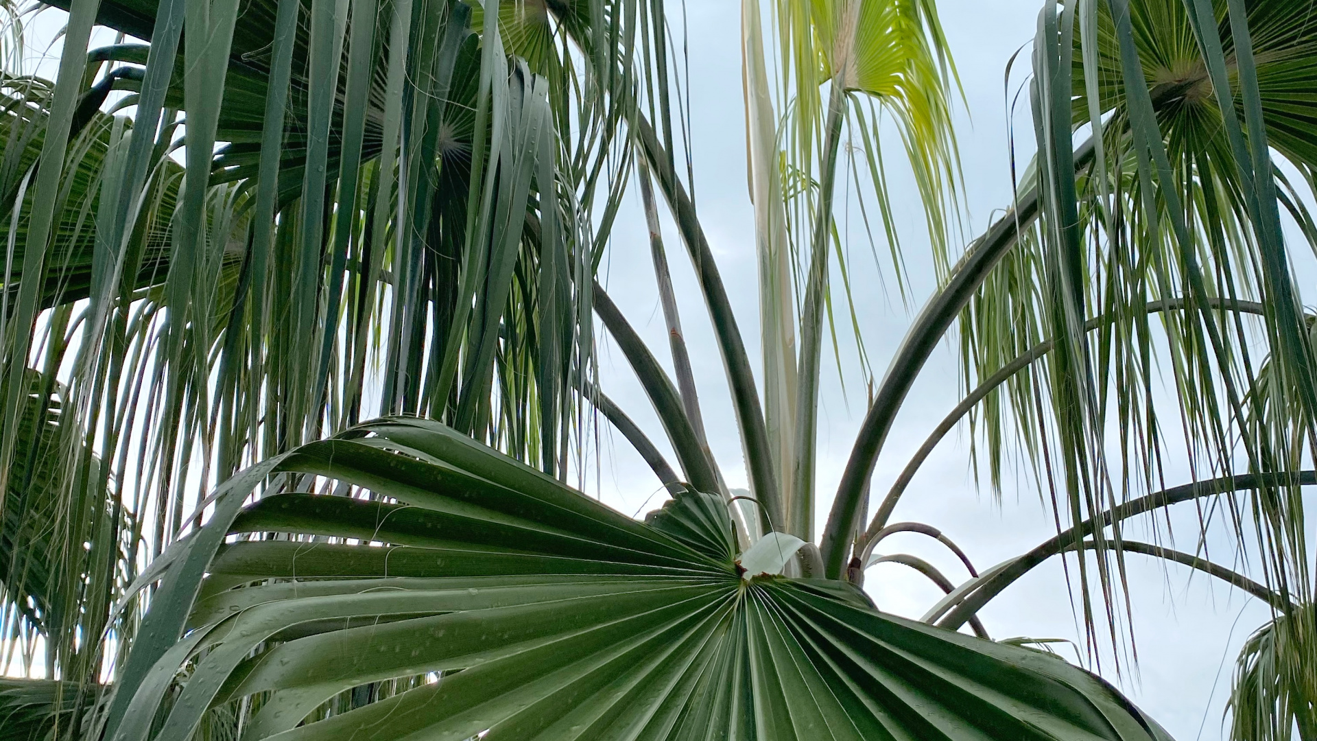 Vegetation, Blatt, Wissenschaft, Cloud, Baum. Wallpaper in 1920x1080 Resolution