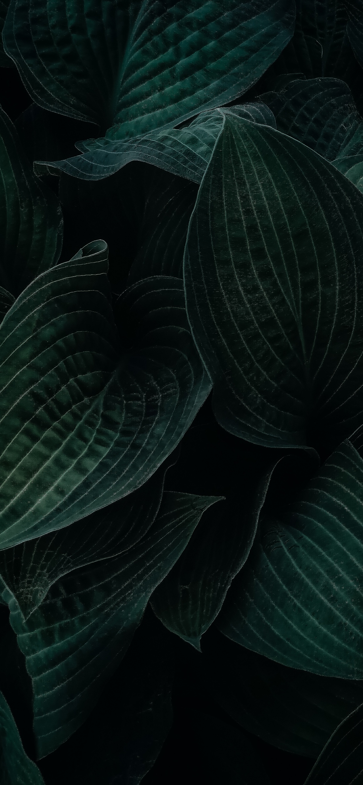 Feuille, Plante Terrestre, Gris, Couvre-sol, la Floraison de la Plante. Wallpaper in 1242x2688 Resolution