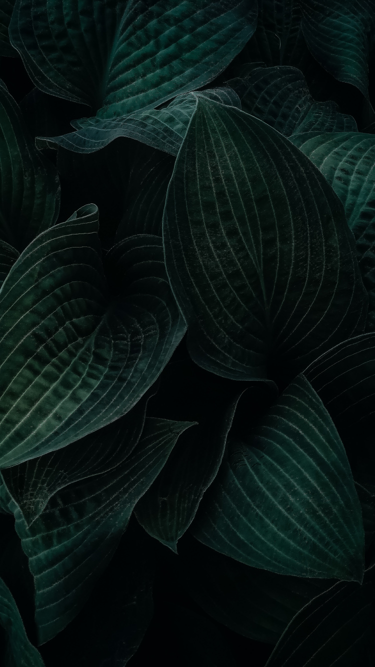 Feuille, Plante Terrestre, Gris, Couvre-sol, la Floraison de la Plante. Wallpaper in 750x1334 Resolution