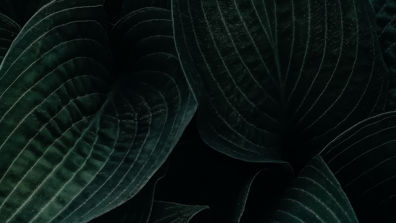 Leaf, Plant, Terrestrial Plant, Grey, Flower. Wallpaper in 1280x720 Resolution