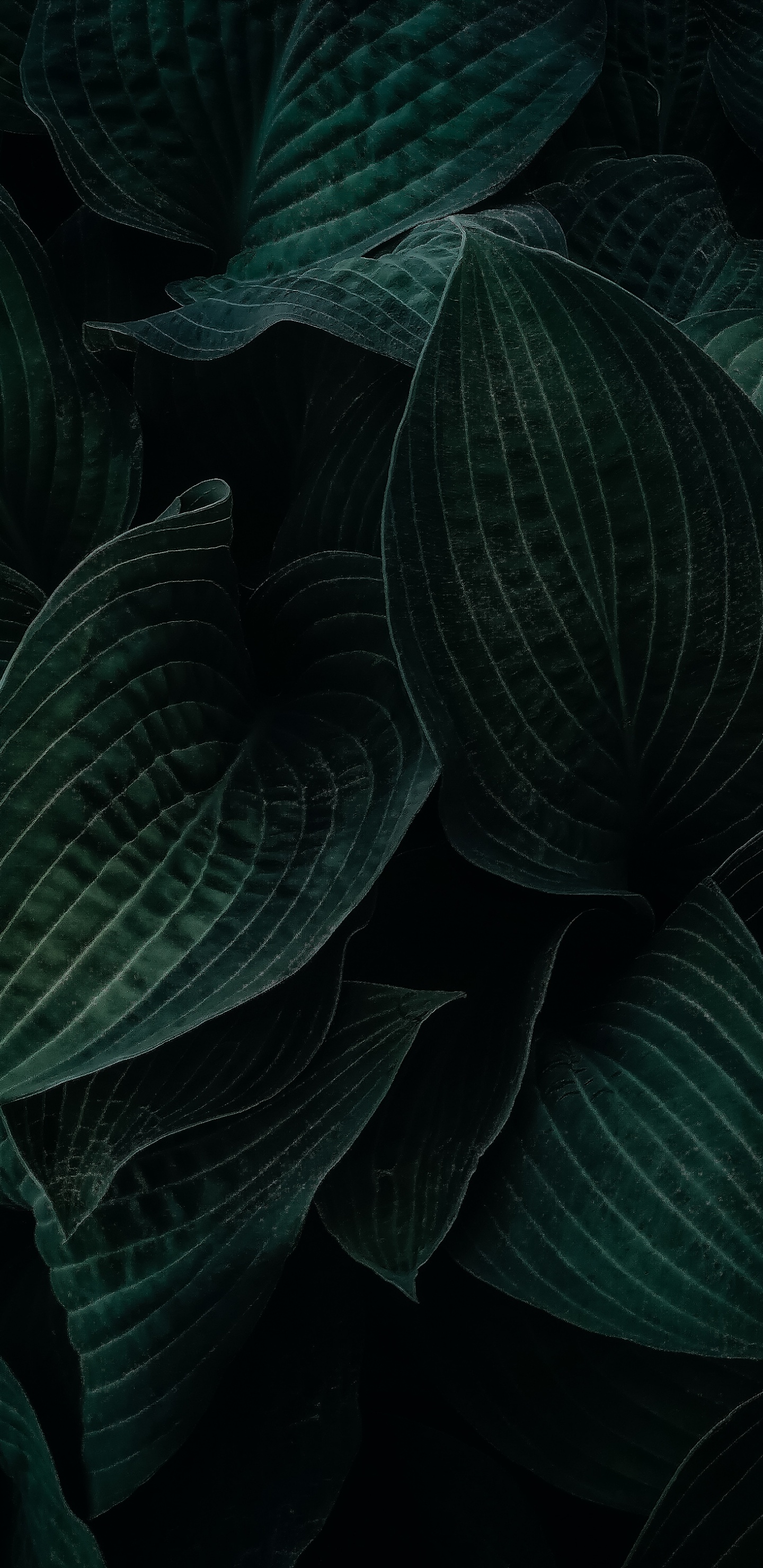 Planta Terrestre, Gris, la Cubierta Vegetal, la Floración de la Planta, Patrón. Wallpaper in 1440x2960 Resolution