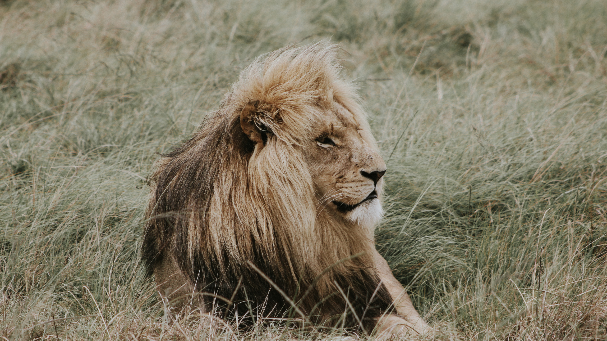 狮子, 野生动物, 马赛马的狮子, 陆地动物, 鬃毛 壁纸 2560x1440 允许