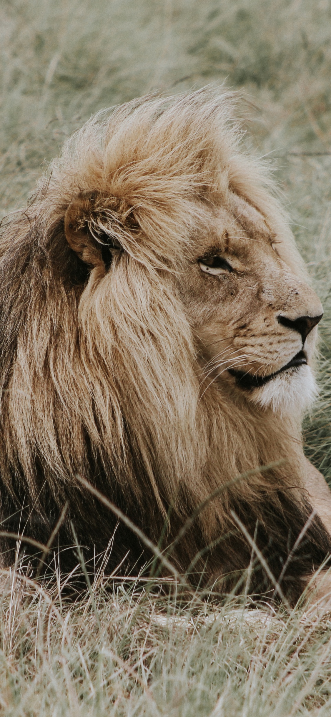 Lion Lying on Brown Grass During Daytime. Wallpaper in 1125x2436 Resolution