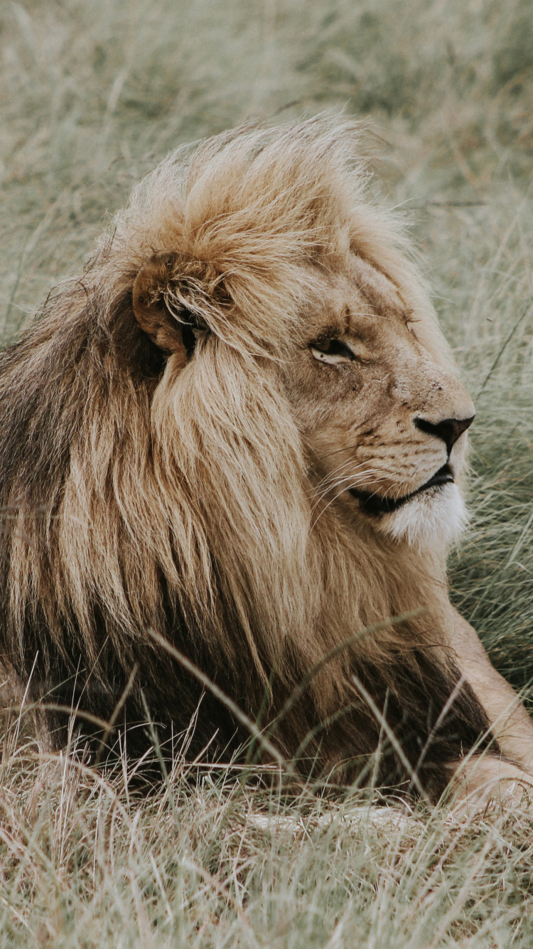 Lion Lying on Brown Grass During Daytime. Wallpaper in 750x1334 Resolution