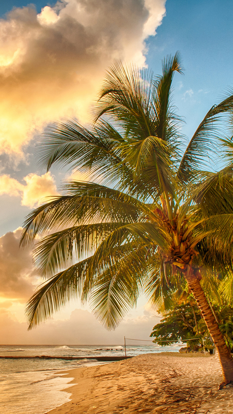 Palm Tree Near Body of Water During Daytime. Wallpaper in 750x1334 Resolution