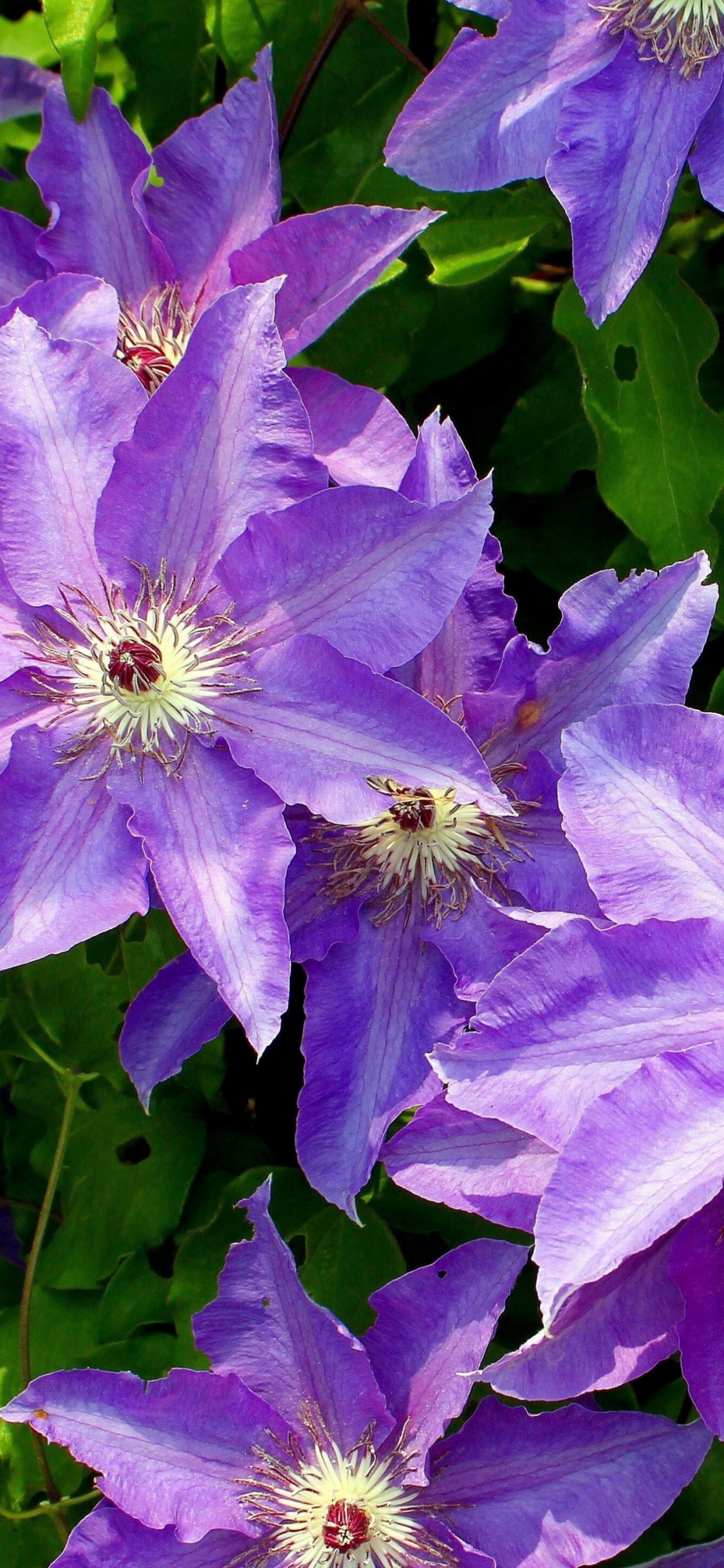 Flores Moradas Con Hojas Verdes. Wallpaper in 1125x2436 Resolution