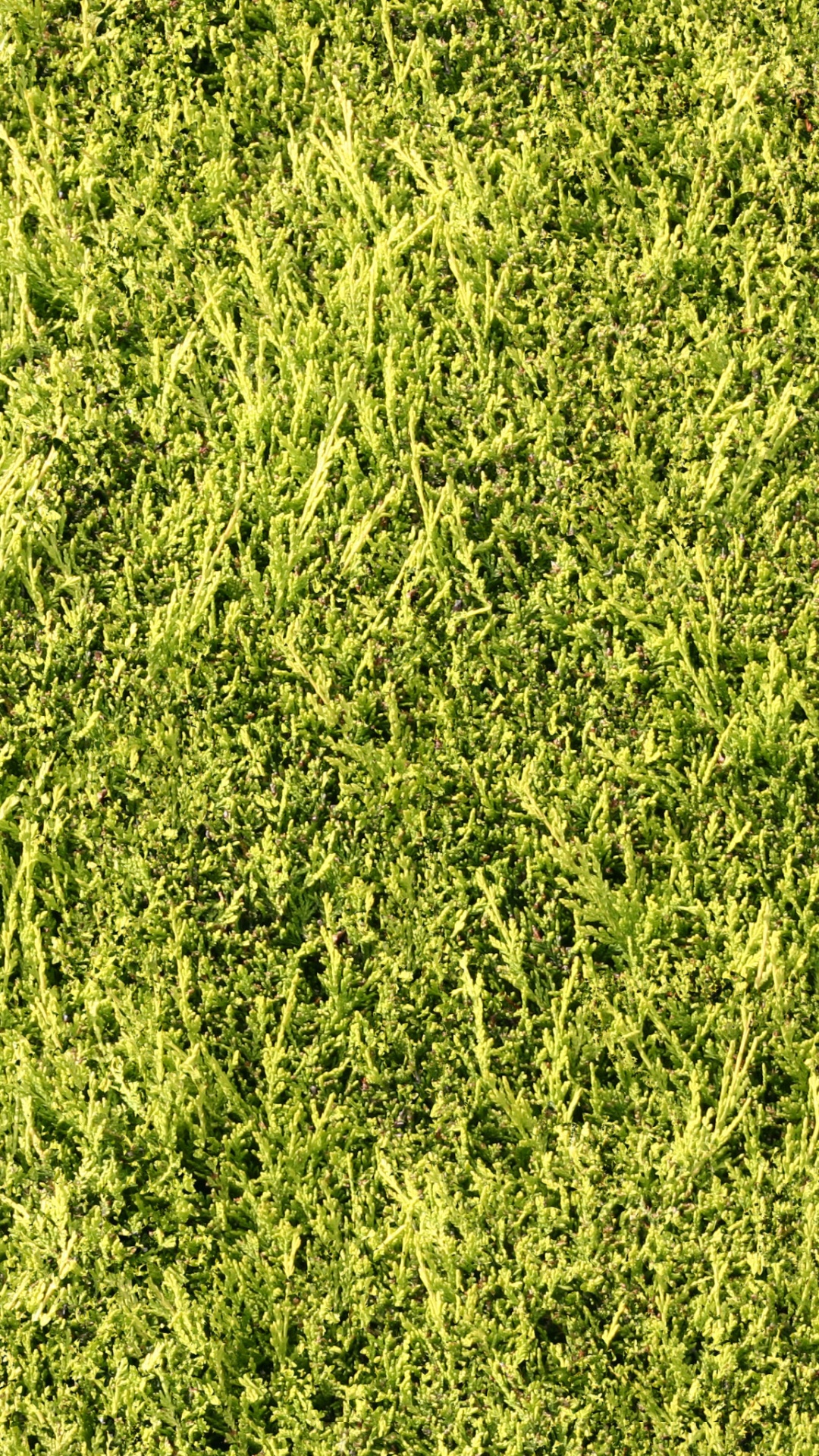 Green Grass Field During Daytime. Wallpaper in 1080x1920 Resolution