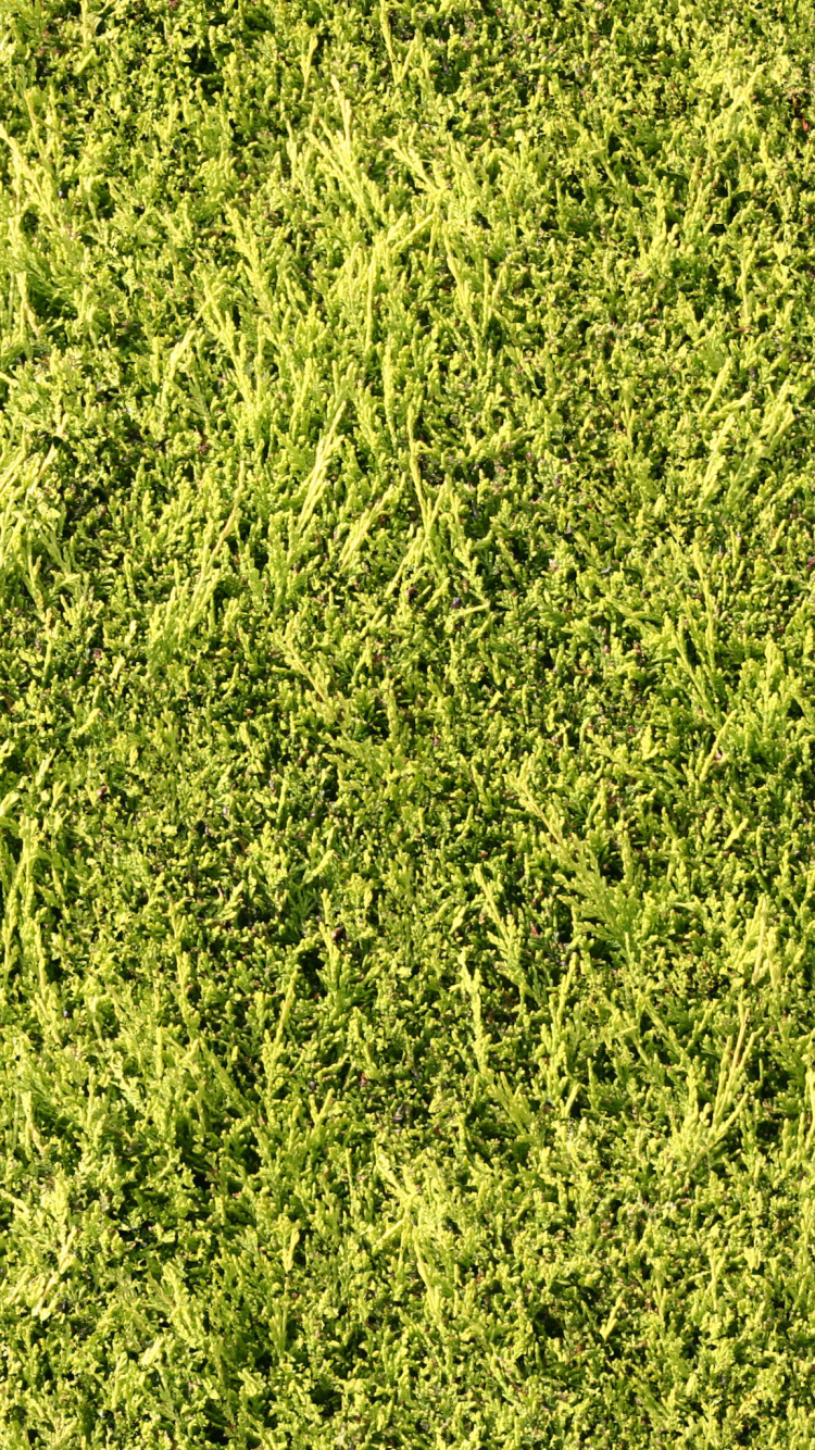 Champ D'herbe Verte Pendant la Journée. Wallpaper in 750x1334 Resolution