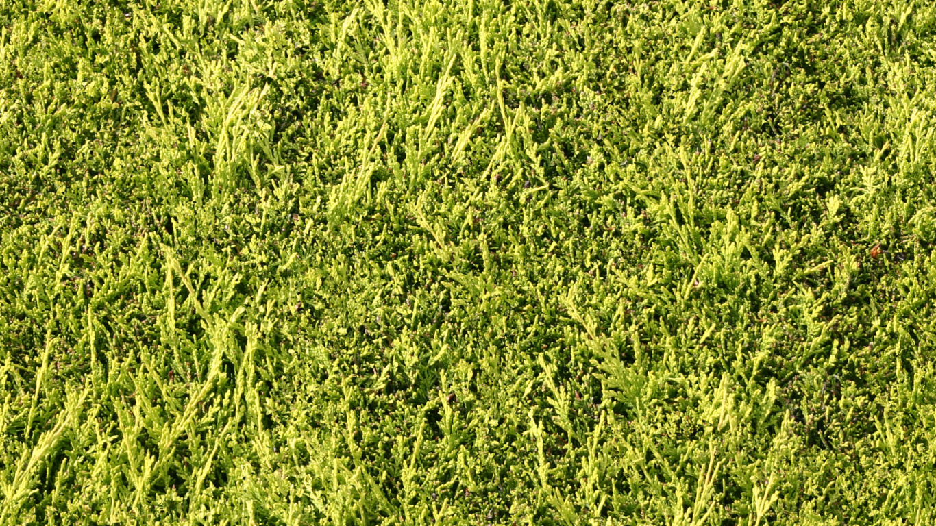 Tagsüber Grüne Wiese. Wallpaper in 1366x768 Resolution