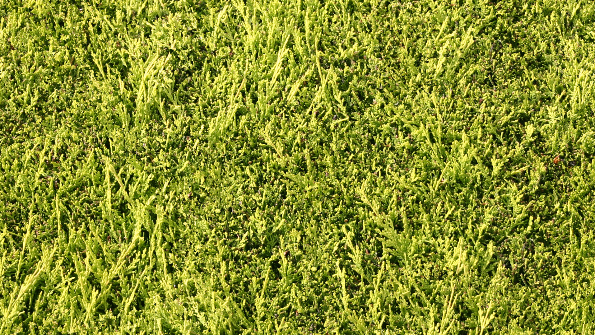 Tagsüber Grüne Wiese. Wallpaper in 1920x1080 Resolution