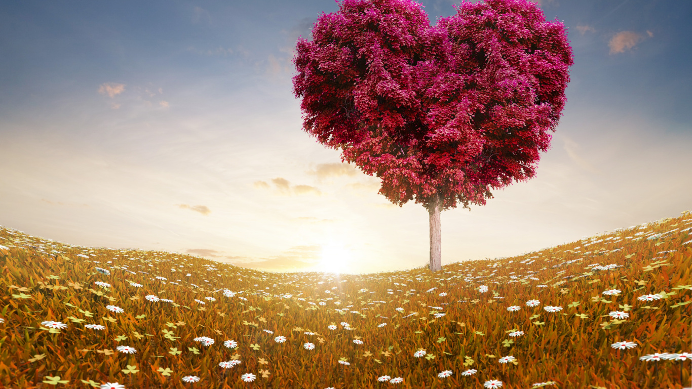 Pink Flower Field During Daytime. Wallpaper in 1366x768 Resolution