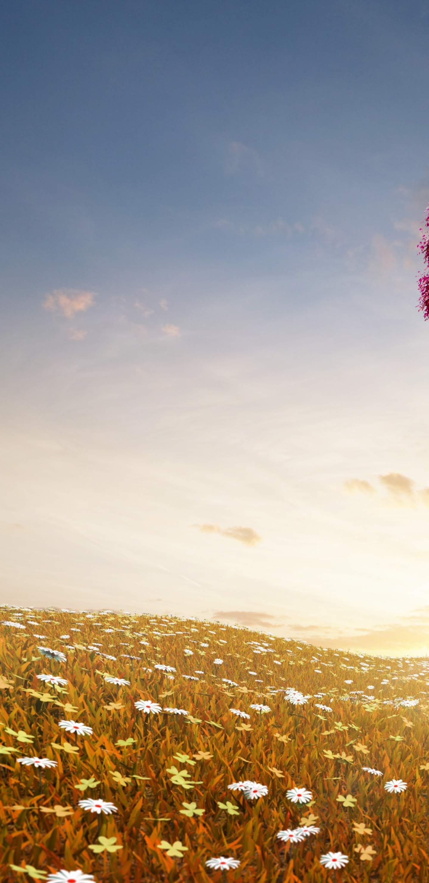 Pink Flower Field During Daytime. Wallpaper in 1440x2960 Resolution