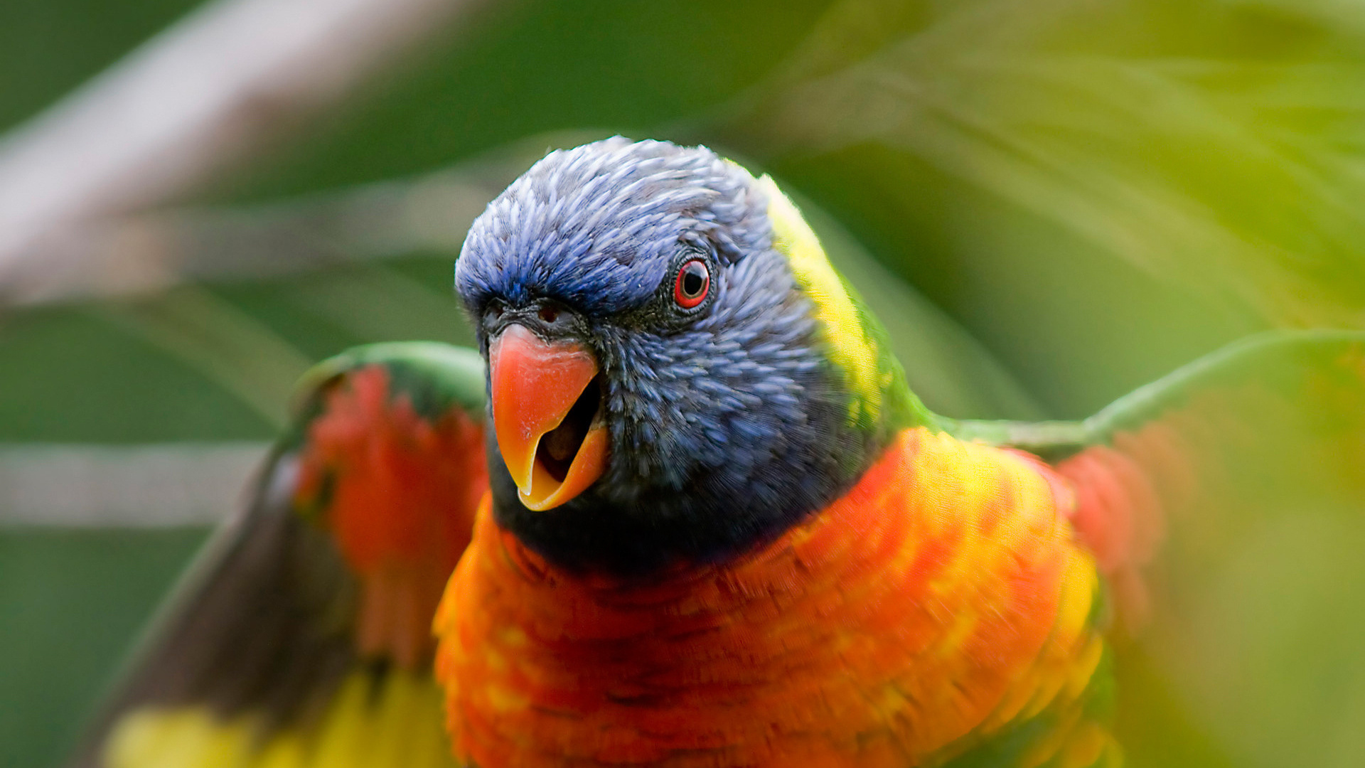 Pájaro Naranja Verde y Azul. Wallpaper in 1920x1080 Resolution