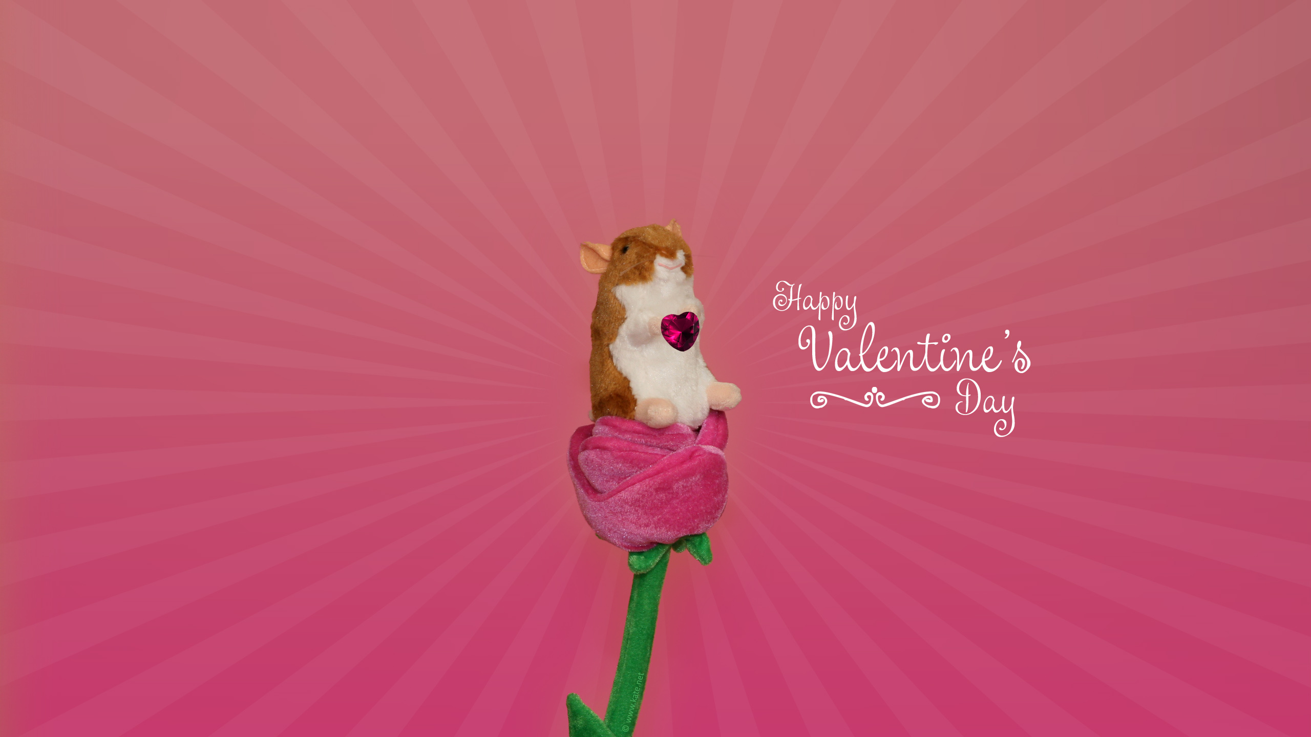 Valentines Tag, Pink, Blütenblatt, Magenta, Herzen. Wallpaper in 2560x1440 Resolution