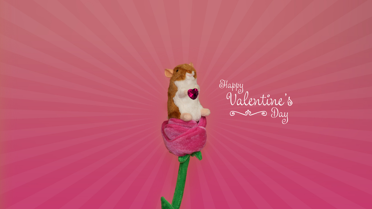 le Jour de Valentines, Pink, Pétale, Magenta, Graphique. Wallpaper in 1280x720 Resolution