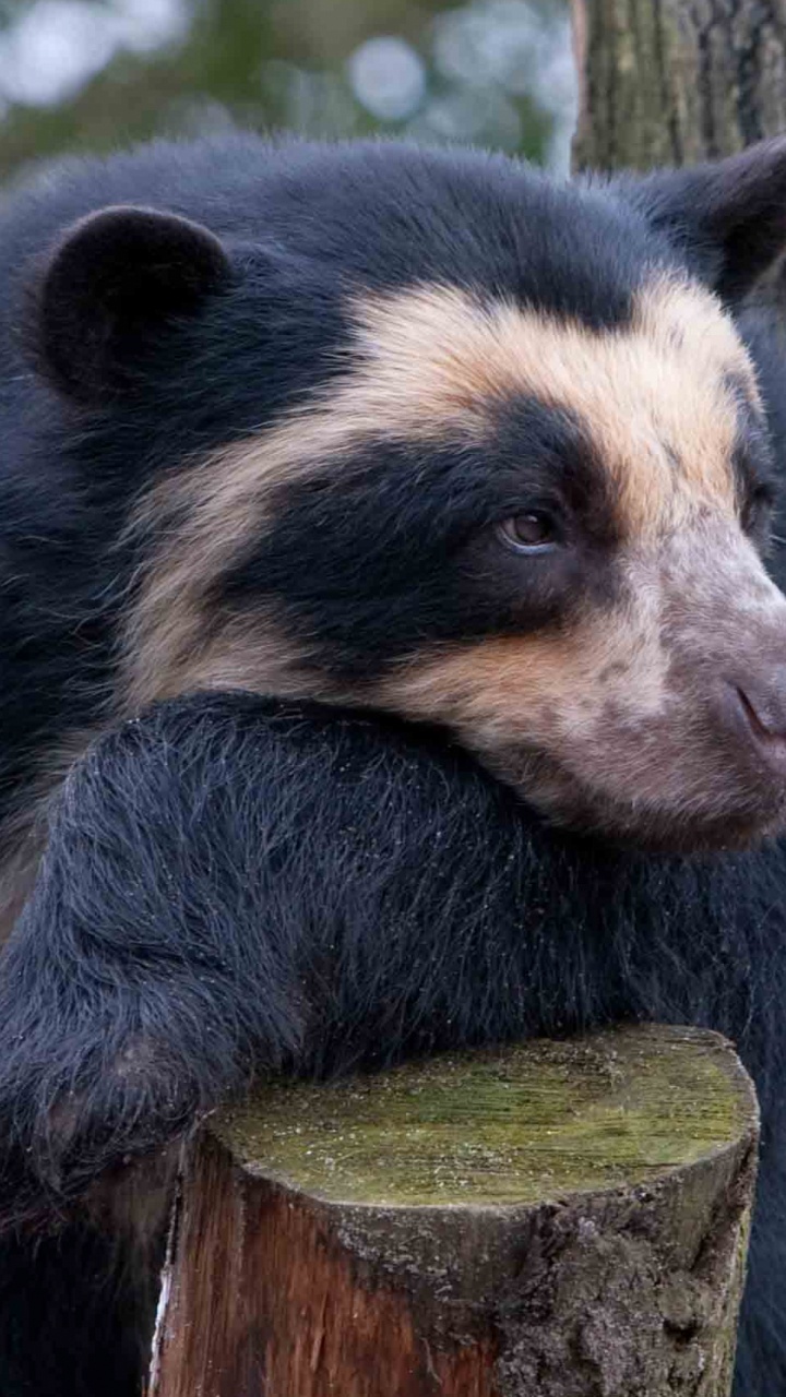 Black and White Bear on Tree. Wallpaper in 720x1280 Resolution